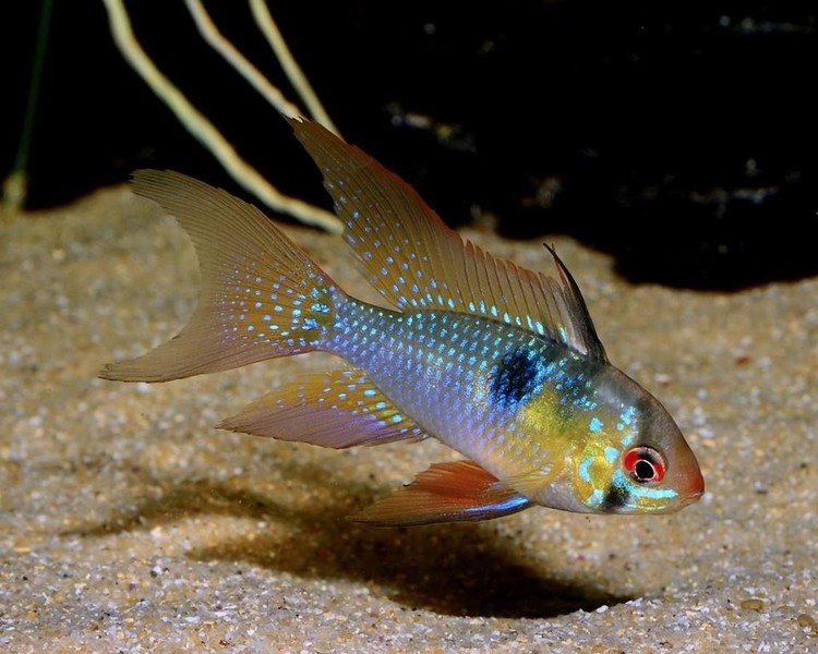 Long fin Rams ~ 1.5cm